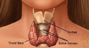Tiroid Bezi Nodülleri