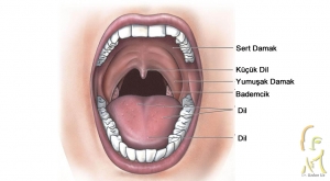 Ağız Boşluğu (Oral Kavite) Kanseri