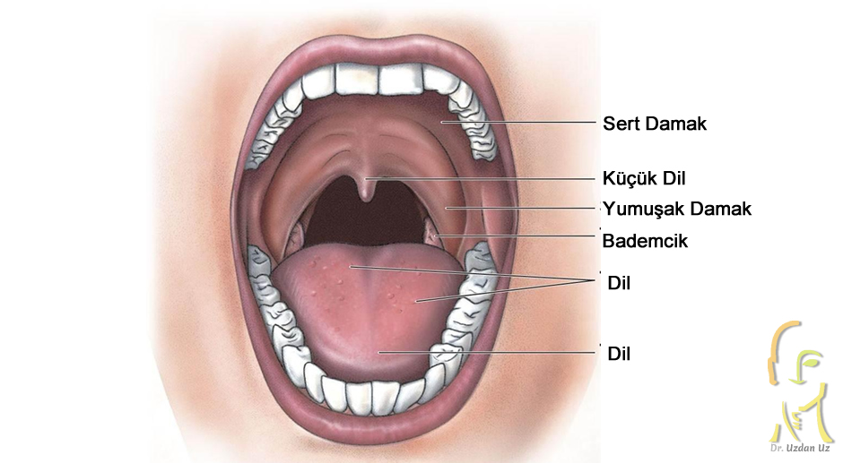 Ağız Boşluğu (Oral Kavite) Kanseri